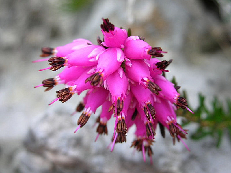 Fiori di primavera